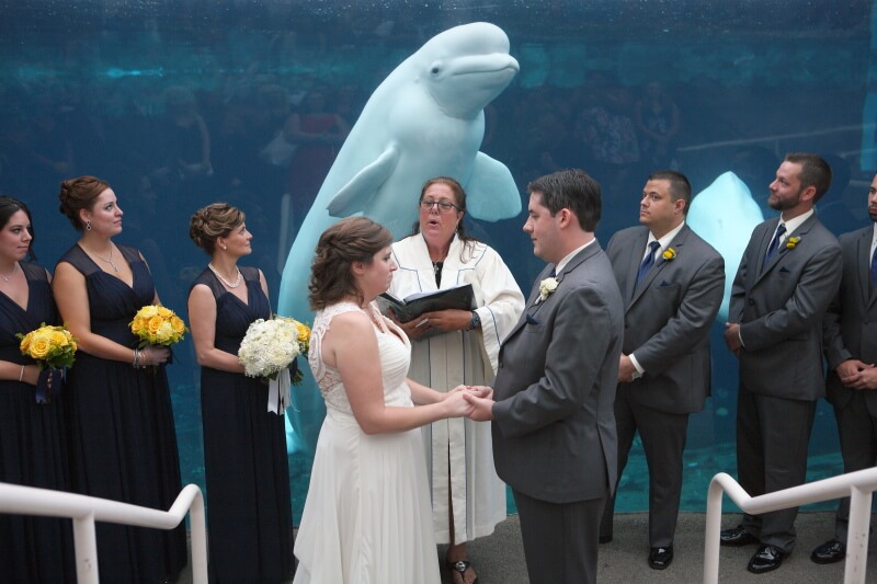 Wedding party with beluga whale at Mystic Aquarium